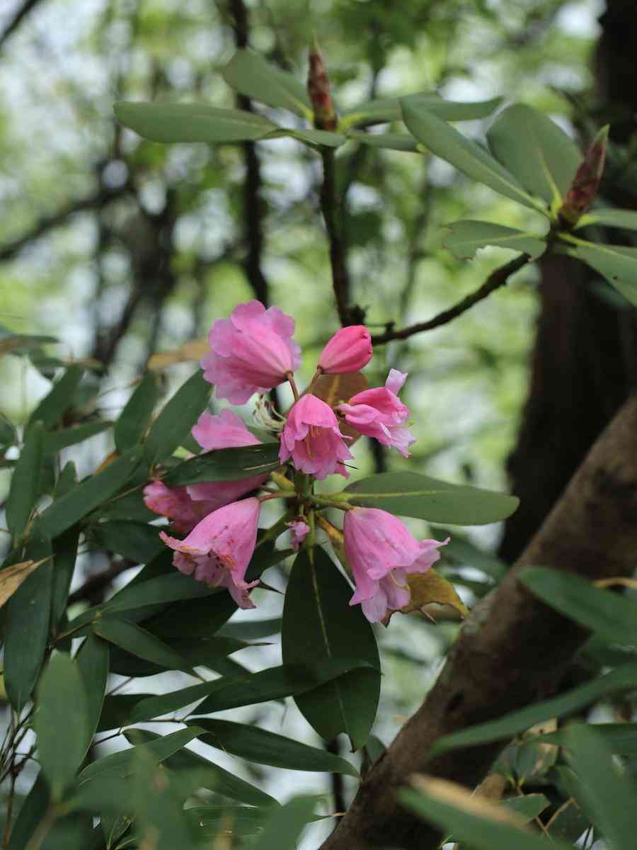 彩钻杜鹃花是几季花(彩钻杜鹃是一季花吗)插图12