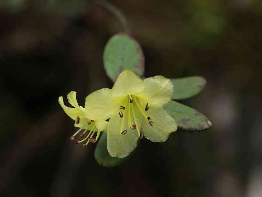 彩钻杜鹃花是几季花(彩钻杜鹃是一季花吗)插图13