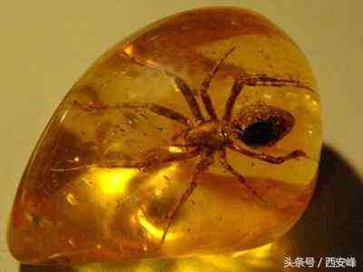 什么是琥珀(什么是琥珀里的柳青)