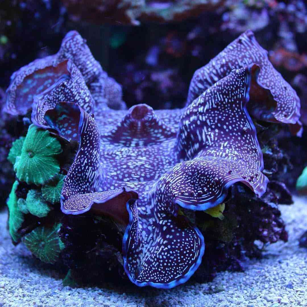 什么人不适合戴砗磲