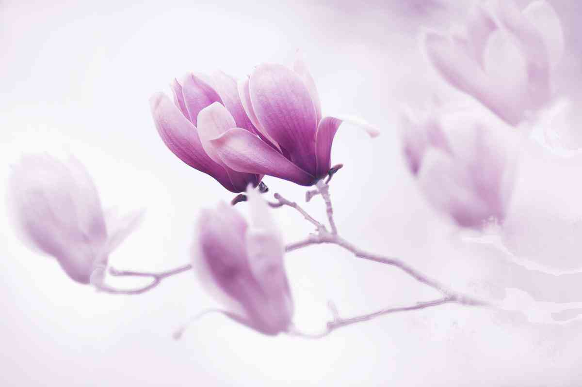 黄钻有什么用(黄钻有什么用隐身访问)