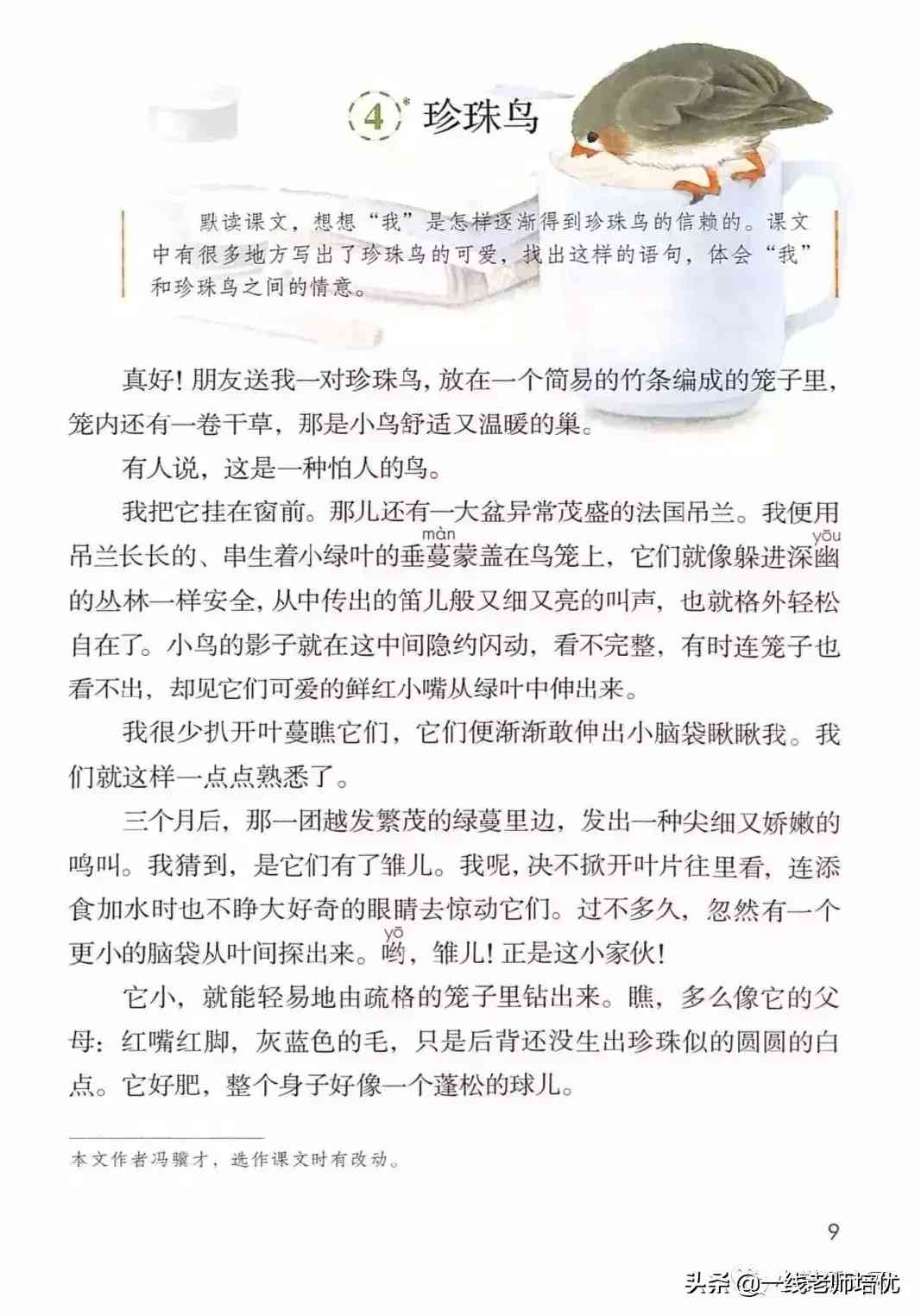 珍珠鸟课文原文(珍珠鸟课文原文解析)