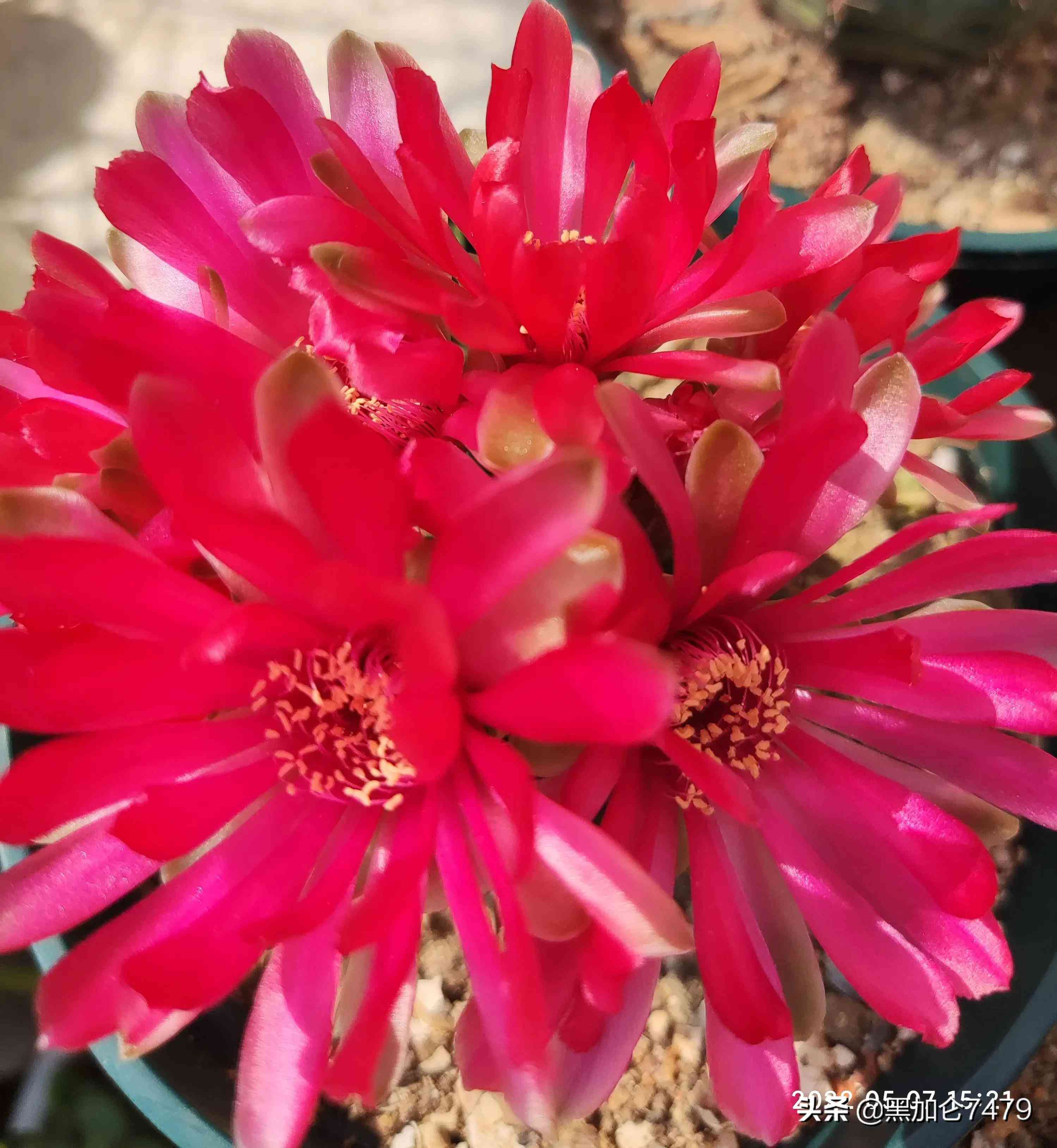 紫色翡翠值钱吗(翡翠怎么看值不值钱)