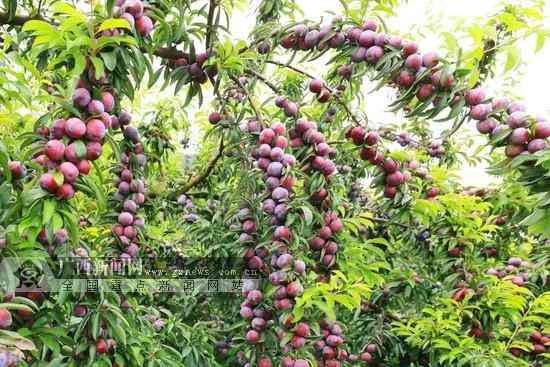 海水珍珠和淡水珍珠哪个贵(深海珍珠和淡水珍珠的区别)