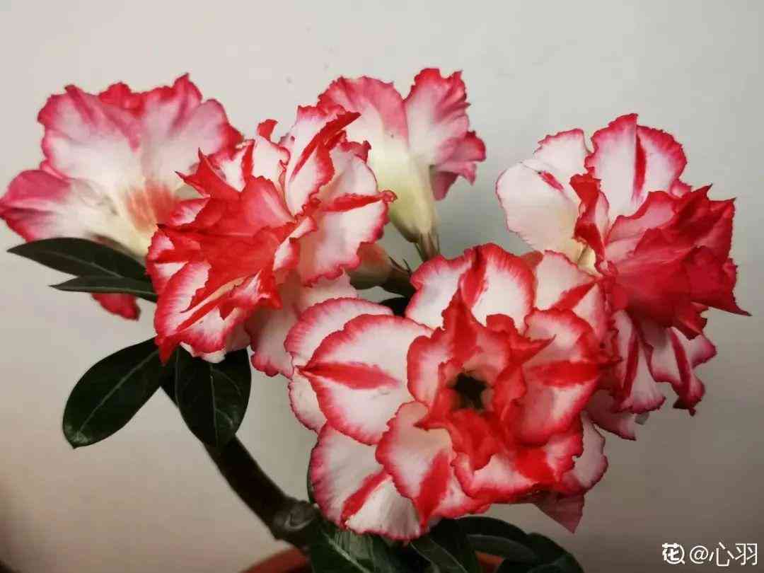 粉晶的功效与作用佩戴禁忌(粉晶石的功效和禁忌)