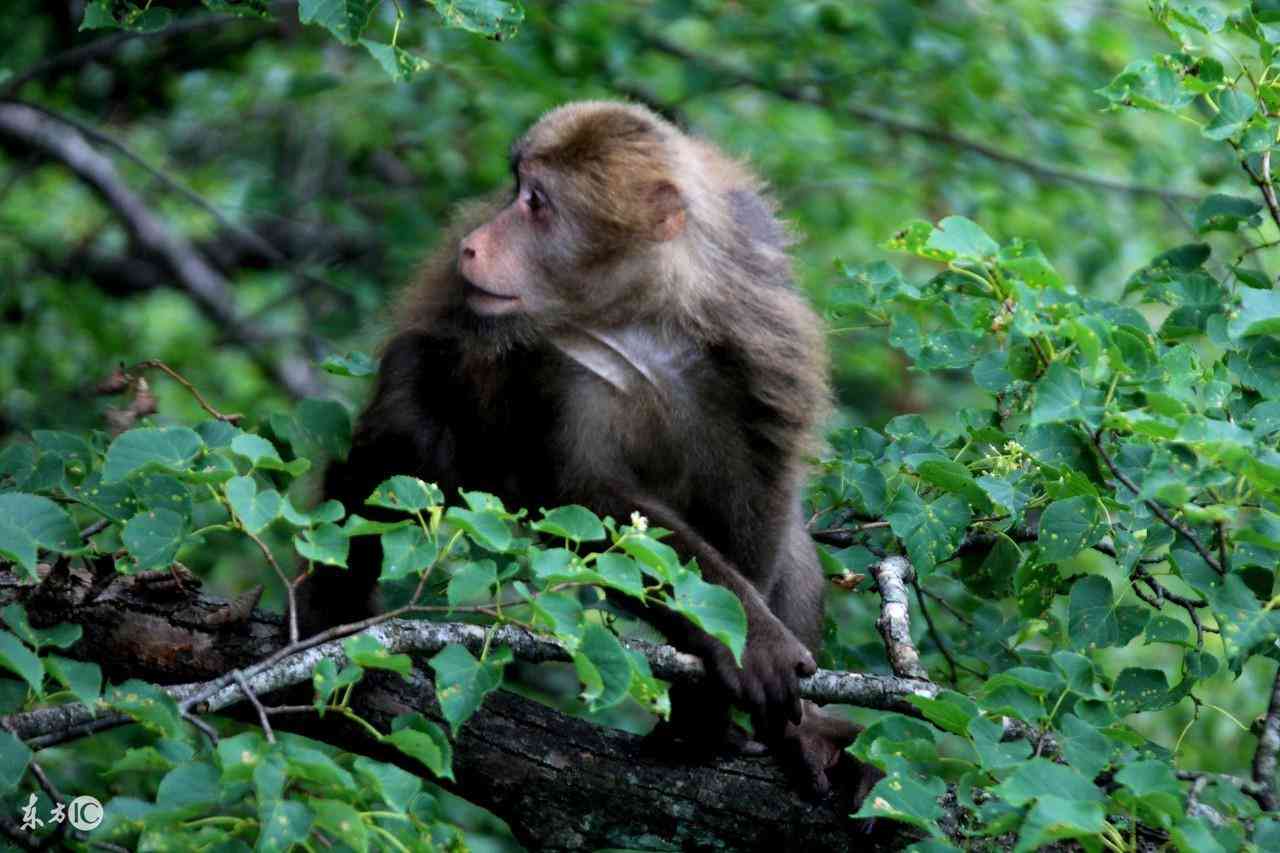 黑曜石鉴别最简单方法(黑曜石几十元是真的吗)