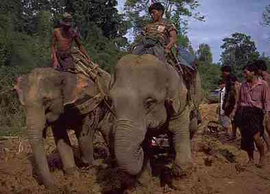 黄翡翠分哪几种黄(豆种黄加绿翡翠怎么样)