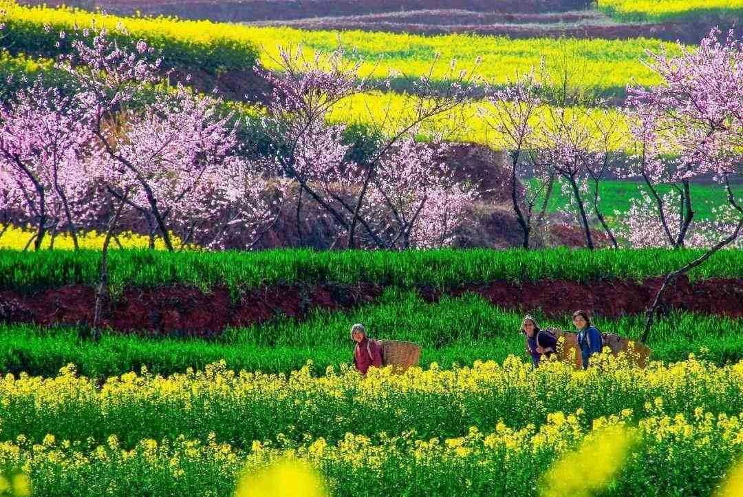 南阳的玉为什么便宜(河南南阳的玉石都是假货吗)