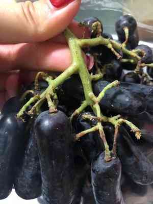 蓝宝石葡萄产地(蓝宝石葡萄产地哪里最好)