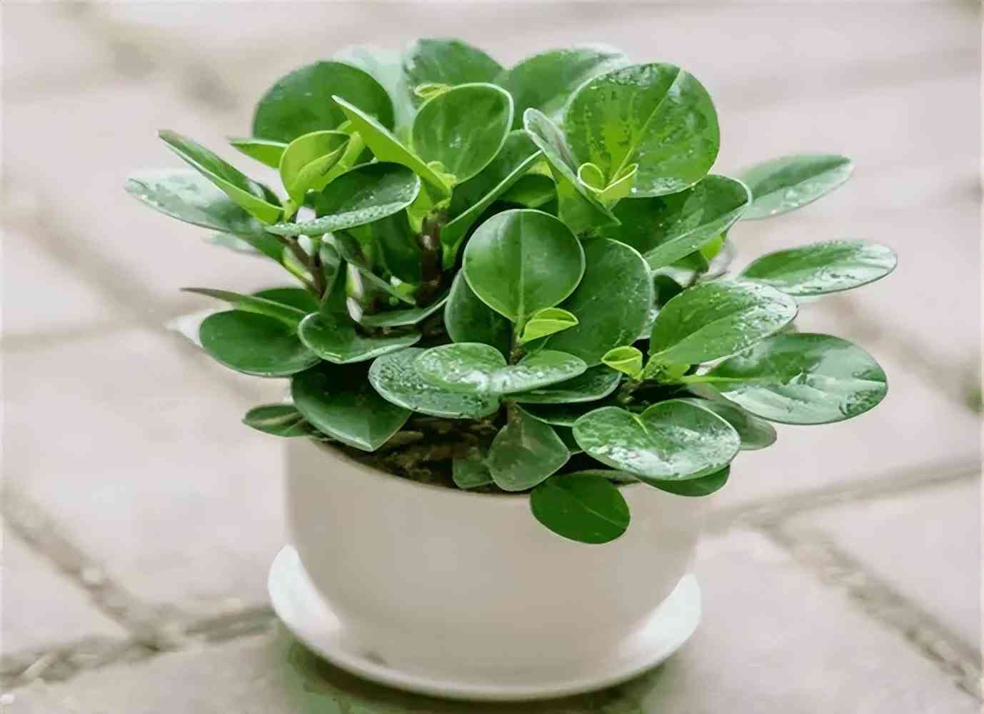 碧玉和翡翠的区别是什么(翡翠和玉的区别)