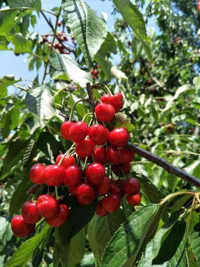 樱花玛瑙的功效与作用(樱花玛瑙的功效与作用是人造的吗)