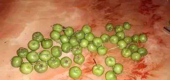 血龙木手串功效与作用(降龙木手串的功效与作用)