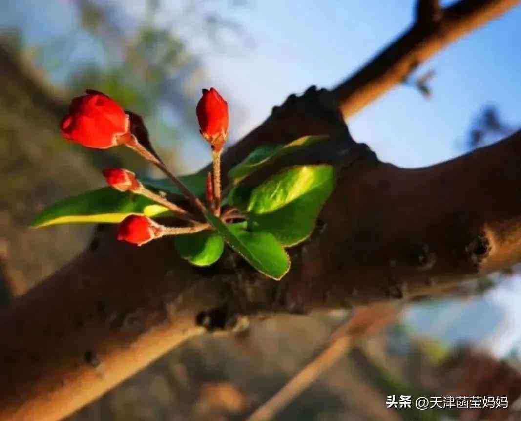 结婚钻戒和对戒的区别(钻戒和婚戒 对戒的区别)