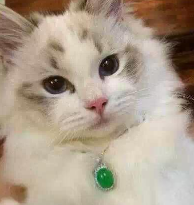 帝王绿翡翠手镯七亿价格(帝王绿翡翠手镯7亿)