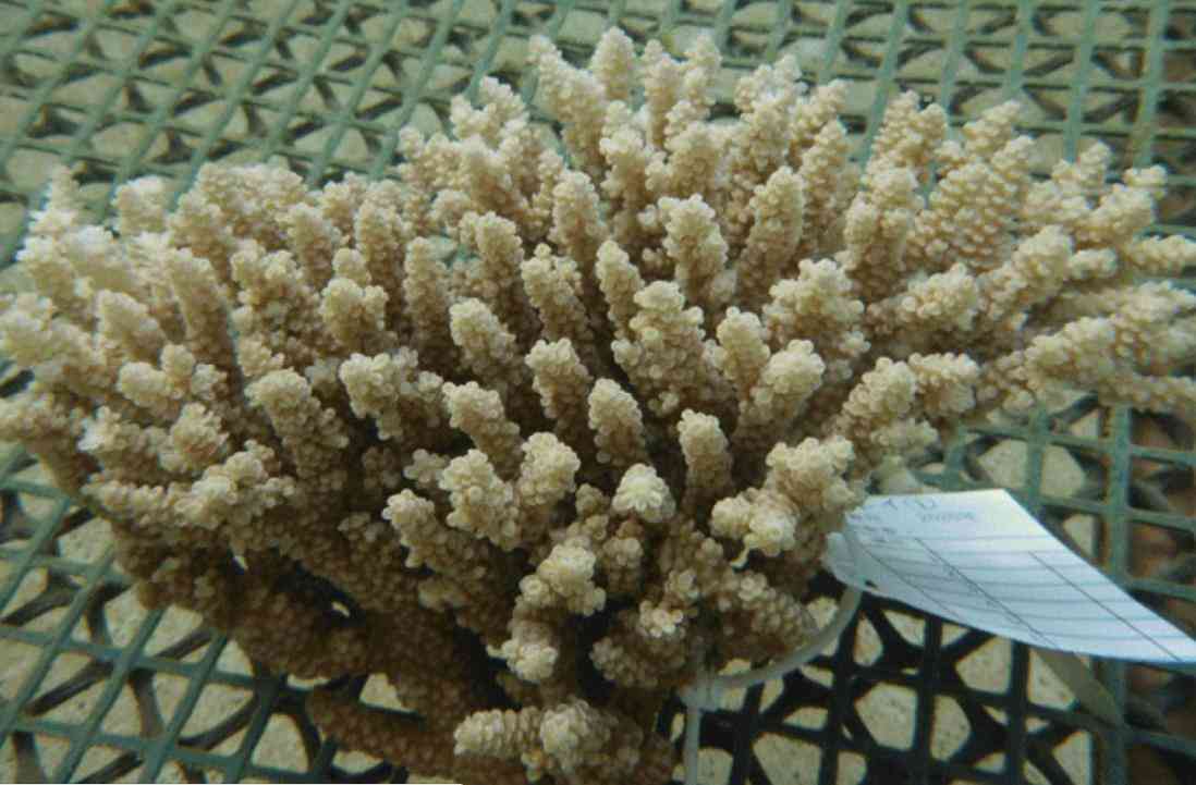 绿松石对人体有什么好处(原矿绿松石对人体有什么好处)