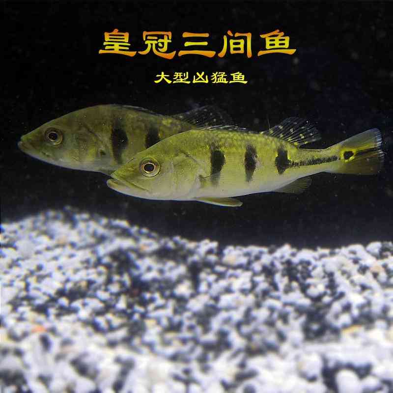 中国最大珍珠批发市场(中国最大珍珠批发市场在哪里)