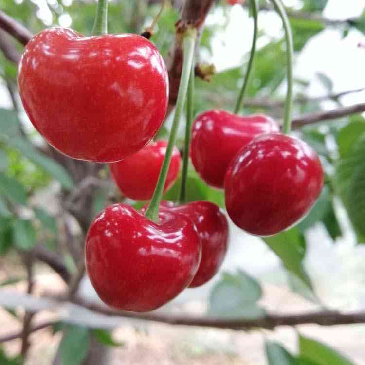 红刚玉和红宝石的区别(红刚玉是天然宝石吗)