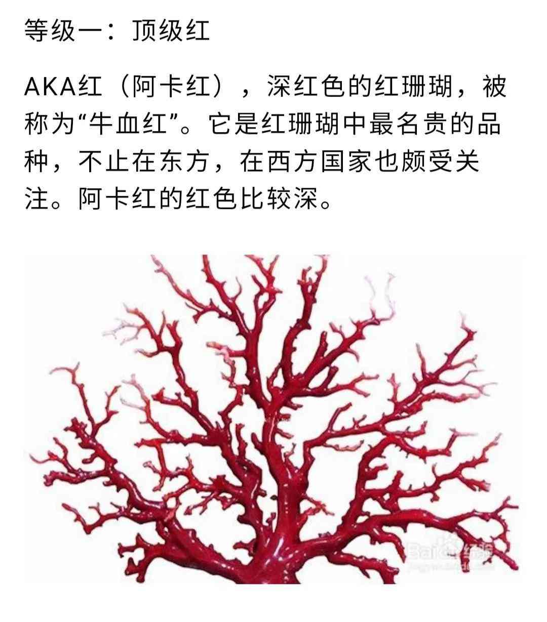 红珊瑚的鉴别(红珊瑚的真假鉴别)