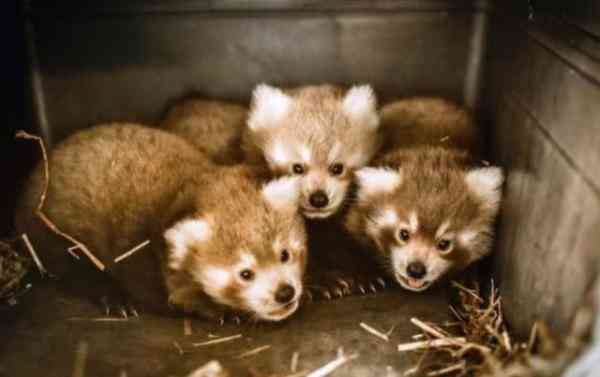 盎司与克的单位换算(盎司与克怎么换算)