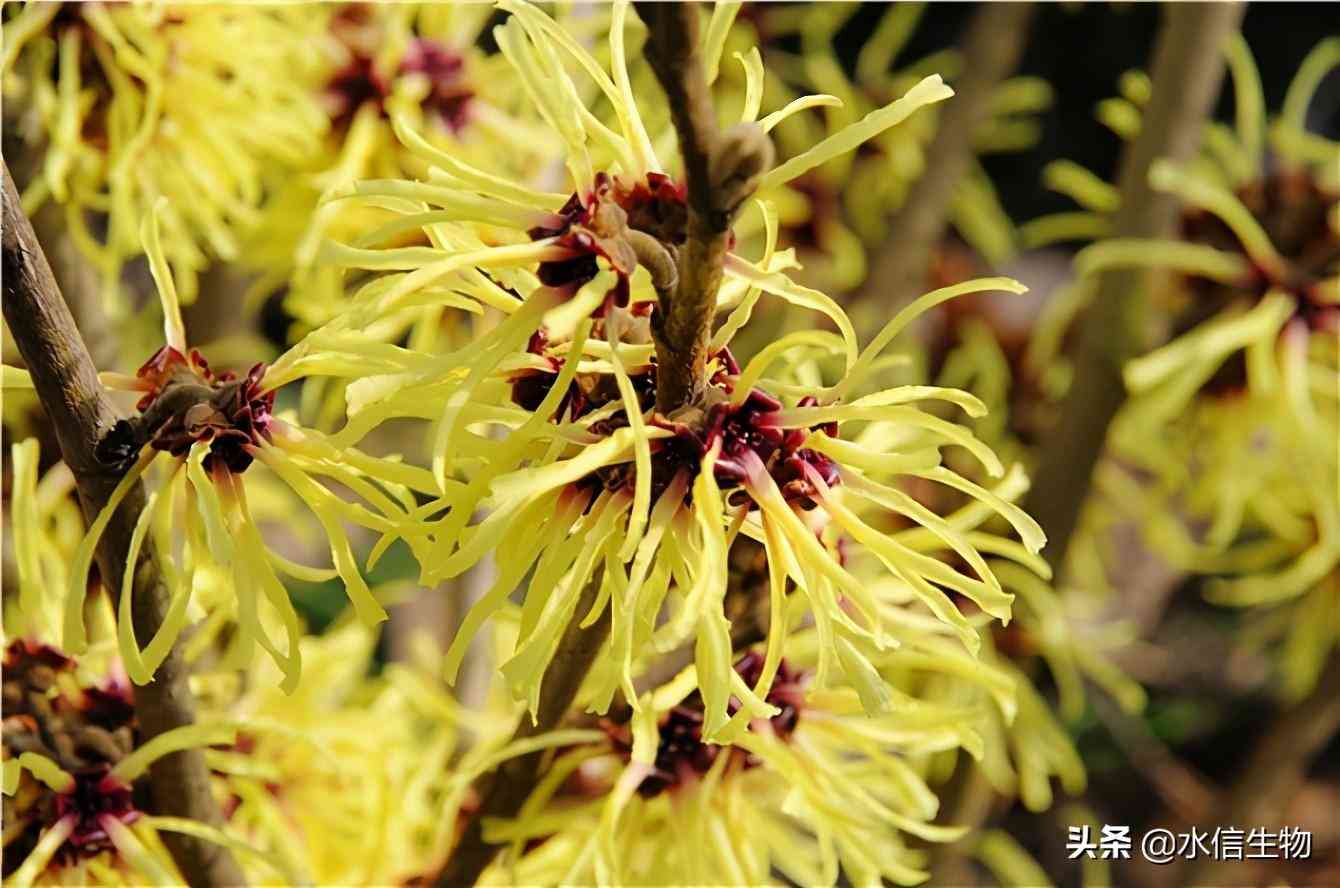 化妆品含金缕梅有什么功效(金缕梅的护肤功效与作用)