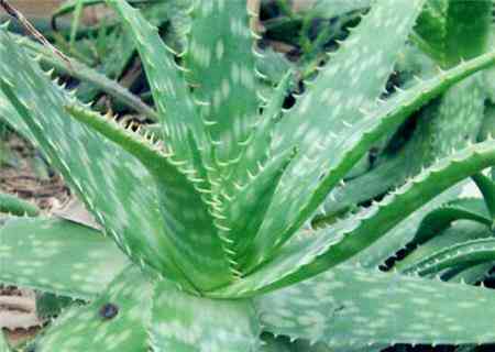 开芦荟化妆品店赚钱吗知乎(芦荟好卖吗)