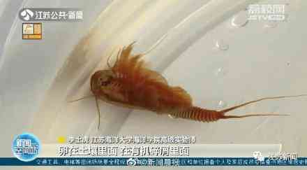 甲壳先生的化妆品咋样(甲壳素化妆品怎么样)插图7