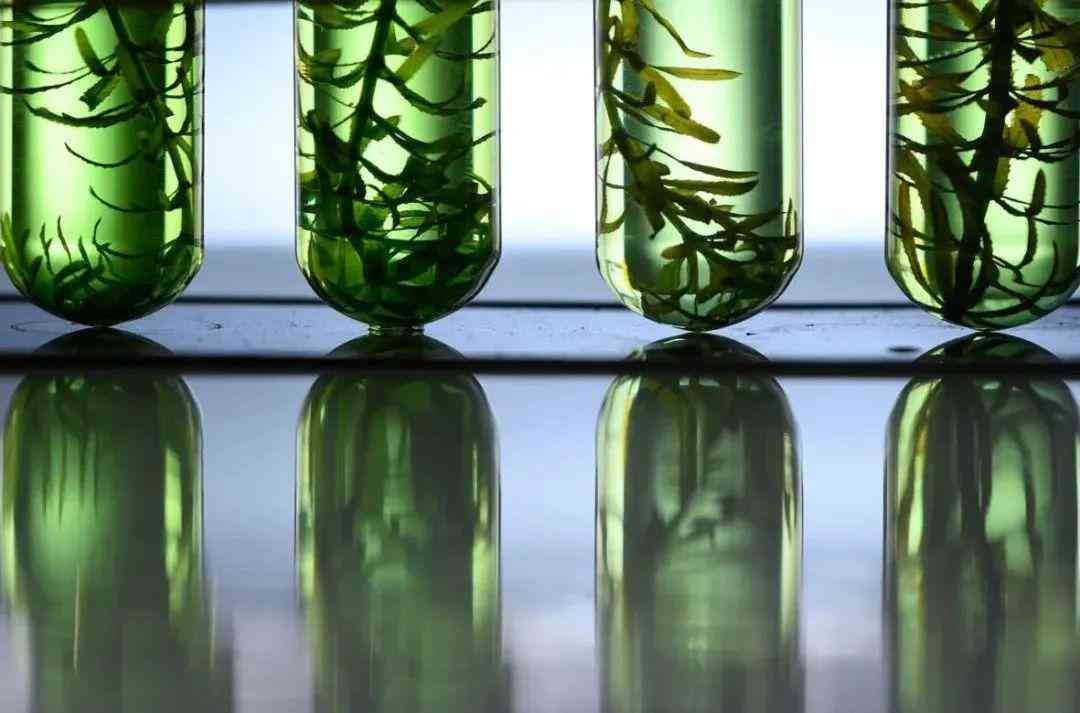 蓝色化妆品哪种好用(蓝色很贵的化妆品)插图6