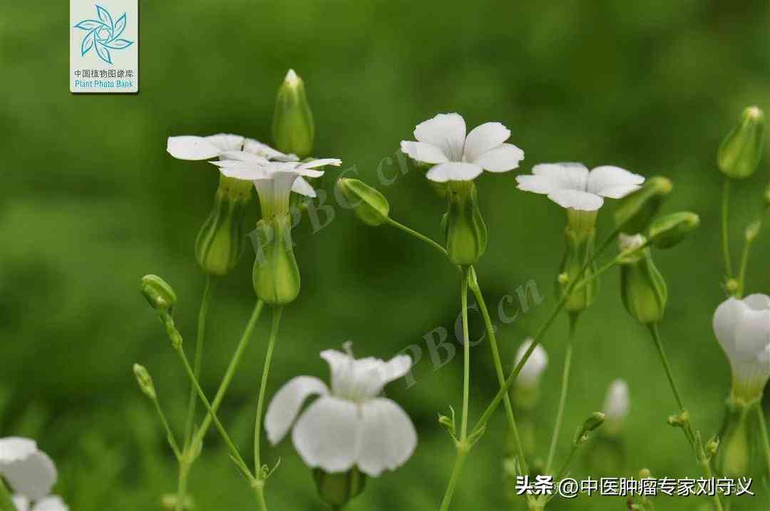 王不留行化妆品怎么样(王不留行是什么样)插图1