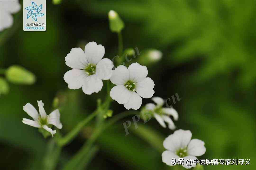 王不留行化妆品怎么样(王不留行是什么样)插图4