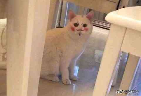 猫蹭到化妆品上怎么办啊(被猫蹭了一下怎么办)插图1 猫蹭到化妆品上怎么办啊(被猫蹭了一下怎么办)插图1