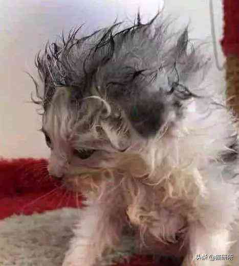 猫蹭到化妆品上怎么办啊(被猫蹭了一下怎么办)插图2 猫蹭到化妆品上怎么办啊(被猫蹭了一下怎么办)插图2