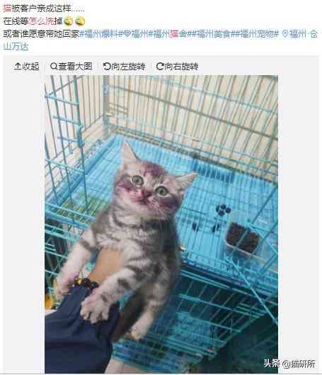 猫蹭到化妆品上怎么办啊(被猫蹭了一下怎么办)插图3 猫蹭到化妆品上怎么办啊(被猫蹭了一下怎么办)插图3