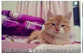 猫蹭到化妆品上怎么办啊(被猫蹭了一下怎么办)插图6 猫蹭到化妆品上怎么办啊(被猫蹭了一下怎么办)插图6