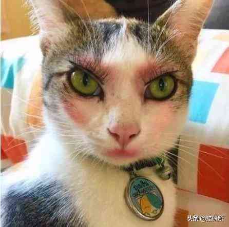 猫蹭到化妆品上怎么办啊(被猫蹭了一下怎么办)插图10 猫蹭到化妆品上怎么办啊(被猫蹭了一下怎么办)插图10