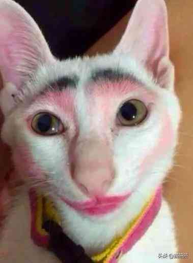 猫蹭到化妆品上怎么办啊(被猫蹭了一下怎么办)插图11 猫蹭到化妆品上怎么办啊(被猫蹭了一下怎么办)插图11