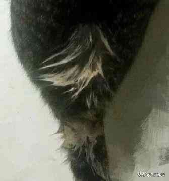 猫蹭到化妆品上怎么办啊(被猫蹭了一下怎么办)插图13 猫蹭到化妆品上怎么办啊(被猫蹭了一下怎么办)插图13