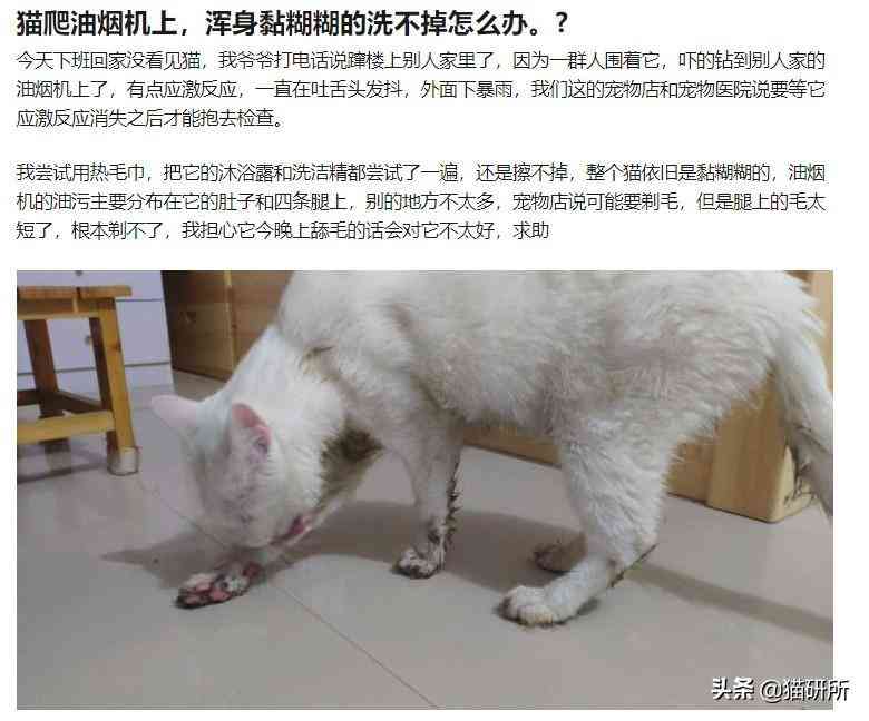 猫蹭到化妆品上怎么办啊(被猫蹭了一下怎么办)插图14 猫蹭到化妆品上怎么办啊(被猫蹭了一下怎么办)插图14