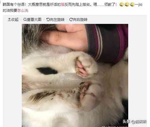 猫蹭到化妆品上怎么办啊(被猫蹭了一下怎么办)插图15 猫蹭到化妆品上怎么办啊(被猫蹭了一下怎么办)插图15