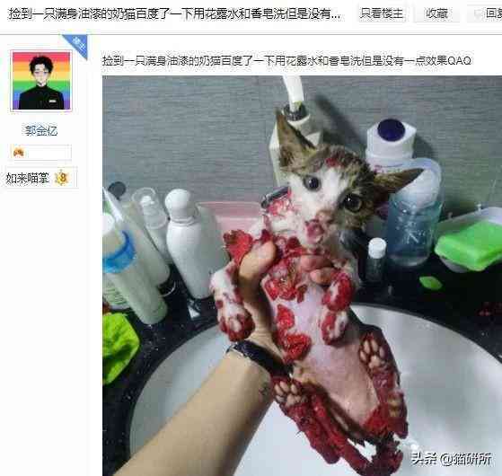 猫蹭到化妆品上怎么办啊(被猫蹭了一下怎么办)插图17 猫蹭到化妆品上怎么办啊(被猫蹭了一下怎么办)插图17