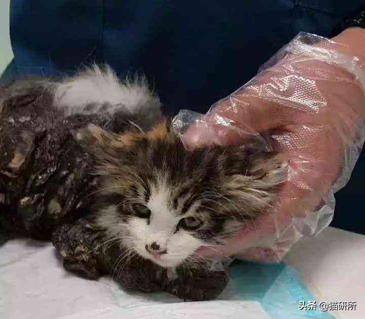 猫蹭到化妆品上怎么办啊(被猫蹭了一下怎么办)插图18 猫蹭到化妆品上怎么办啊(被猫蹭了一下怎么办)插图18