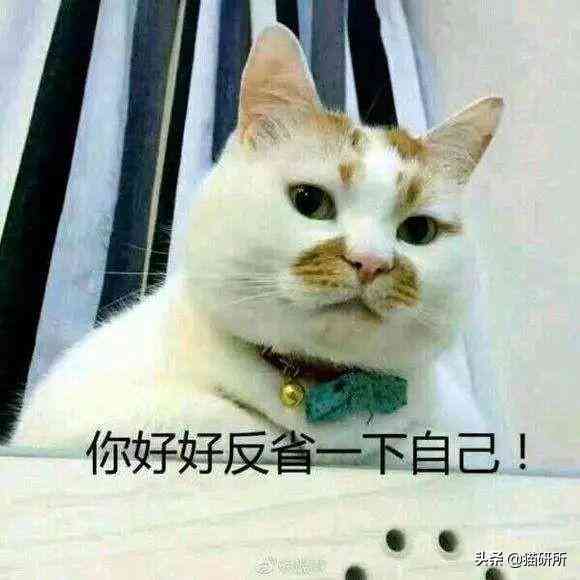 猫蹭到化妆品上怎么办啊(被猫蹭了一下怎么办)插图19 猫蹭到化妆品上怎么办啊(被猫蹭了一下怎么办)插图19