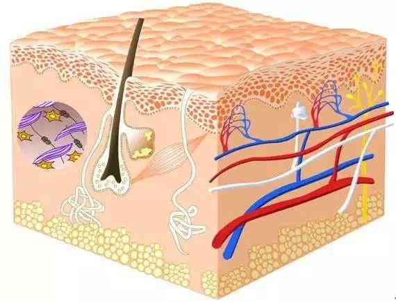 化妆品里有什么(化妆品里有什么成分不能用)插图1