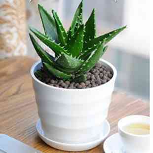 芦荟叶化妆品功效(芦荟叶的用法)插图1