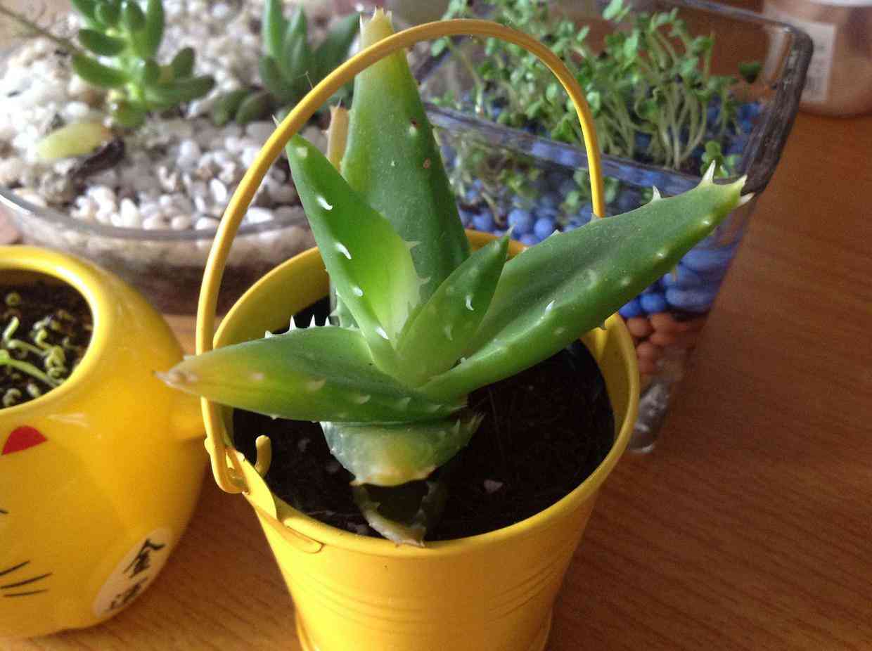 芦荟叶化妆品功效(芦荟叶的用法)插图2