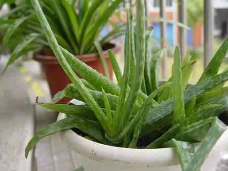 芦荟叶化妆品功效(芦荟叶的用法)插图3