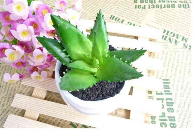 芦荟叶化妆品功效(芦荟叶的用法)插图4