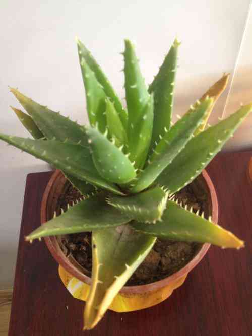 芦荟叶化妆品功效(芦荟叶的用法)插图5