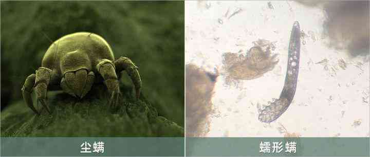 身上化妆品(肌肤化妆品)插图1