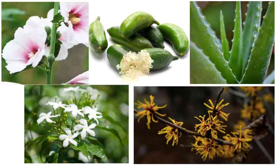 DrG是什么化妆品(drg化妆品中文叫什么)插图33 DrG是什么化妆品(drg化妆品中文叫什么)插图33