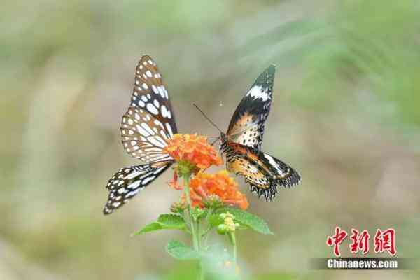 蝶美化妆品加盟地址(蝶美化妆品加盟地址查询)